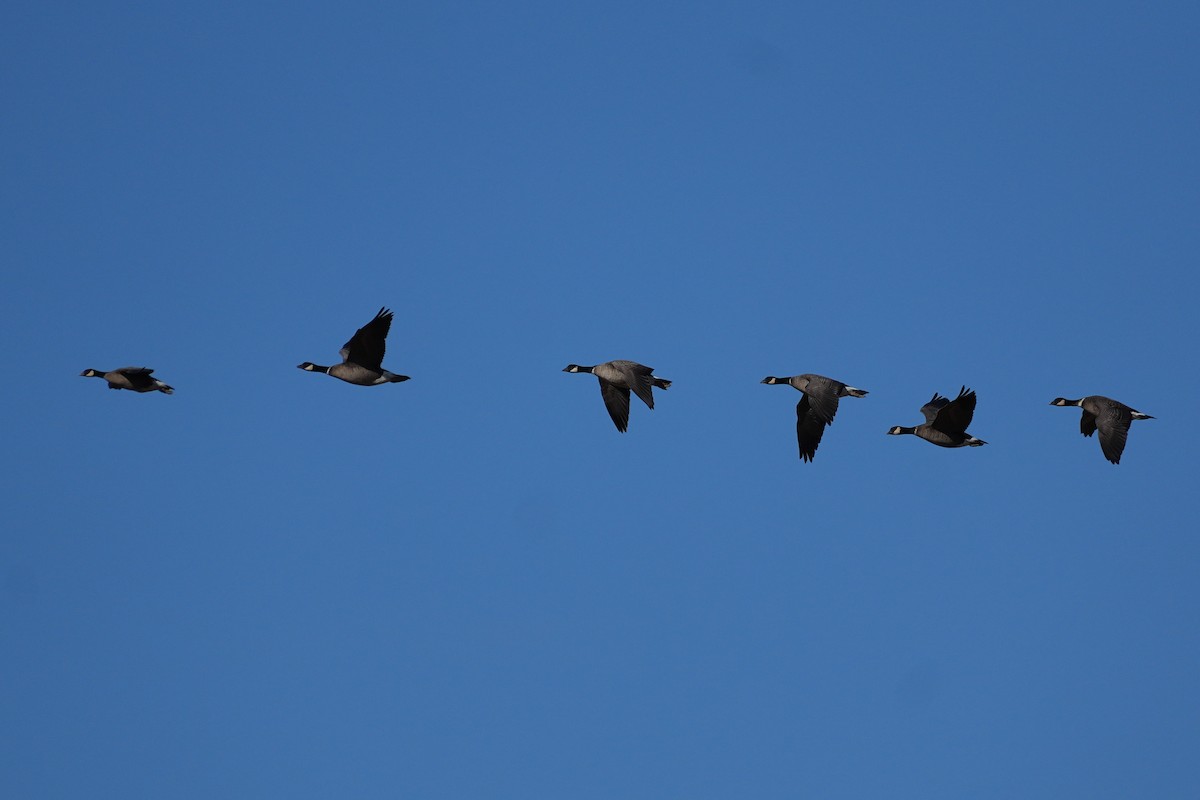 Cackling Goose (Aleutian) - ML646218419