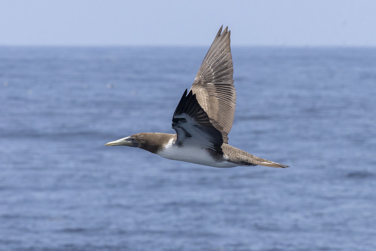 Blue-footed Booby - ML646218420