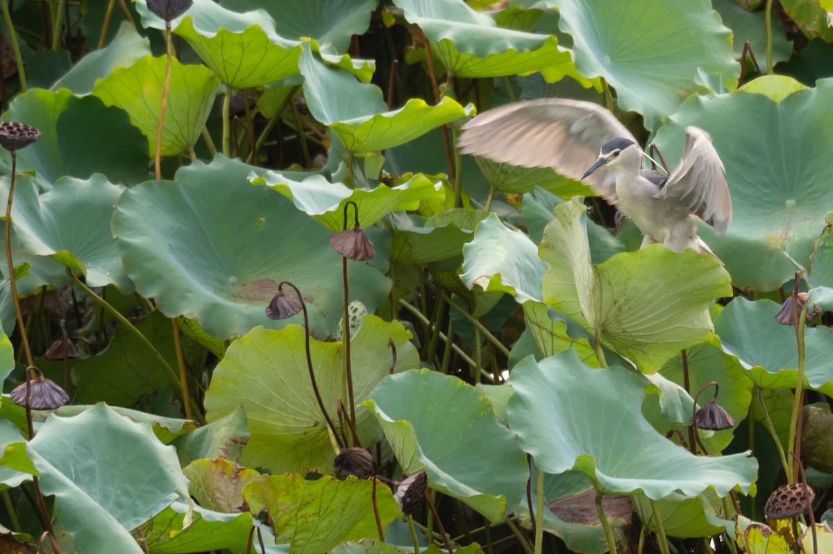 Black-crowned Night Heron - ML646218421