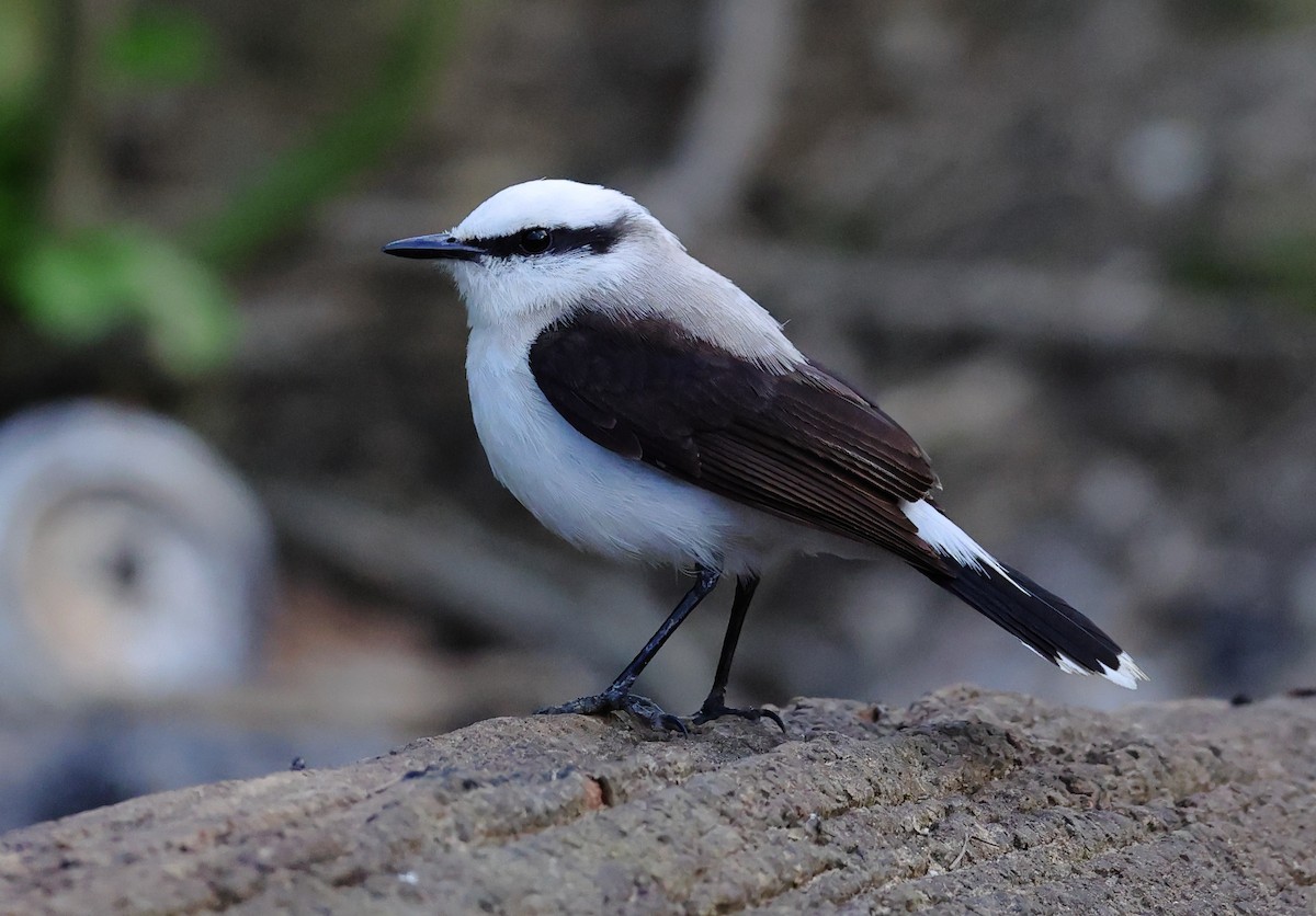 Masked Water-Tyrant - ML646218422