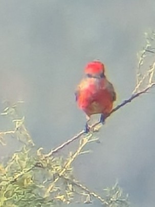 Vermilion Flycatcher - ML646218423