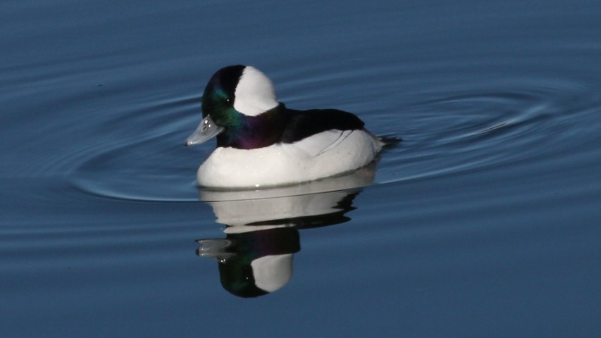 Bufflehead - ML646218424