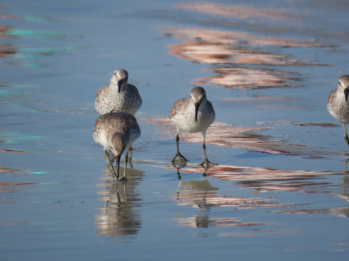 Bécasseau maubèche - ML646218426