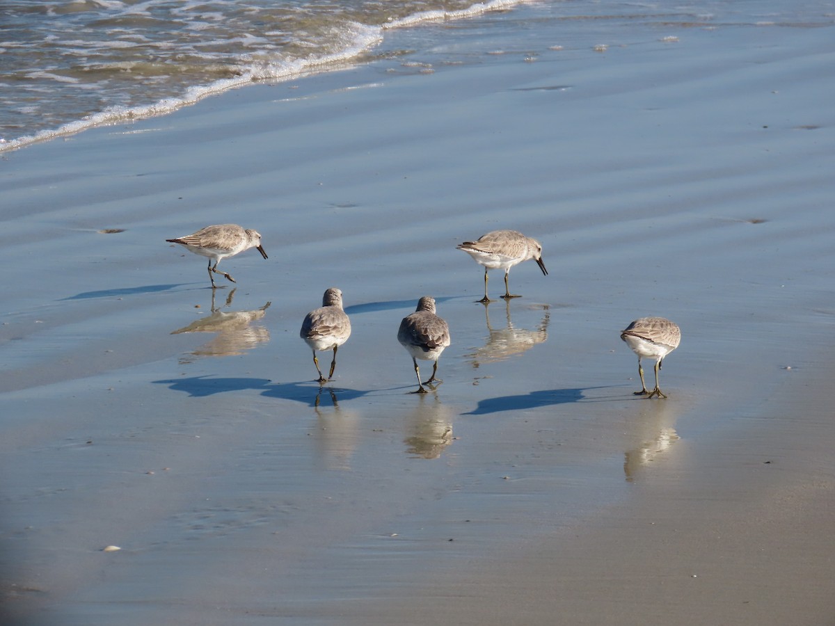 Bécasseau maubèche - ML646218427