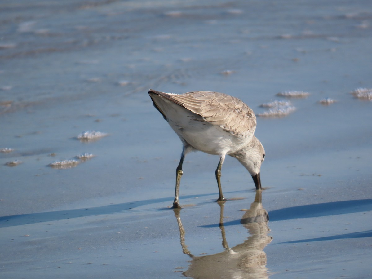 Red Knot - ML646218428