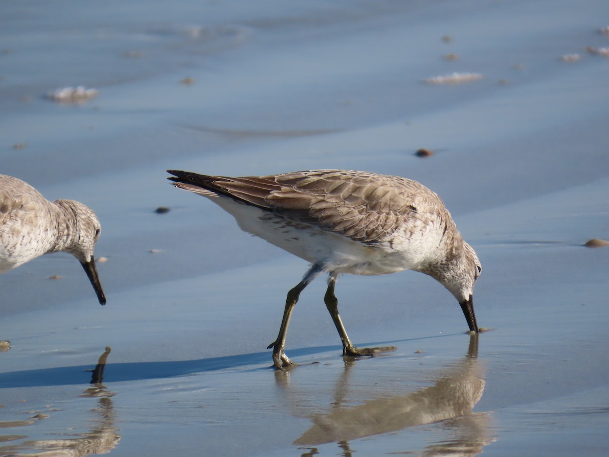 Red Knot - ML646218429