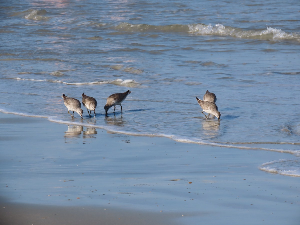 Bécasseau maubèche - ML646218431