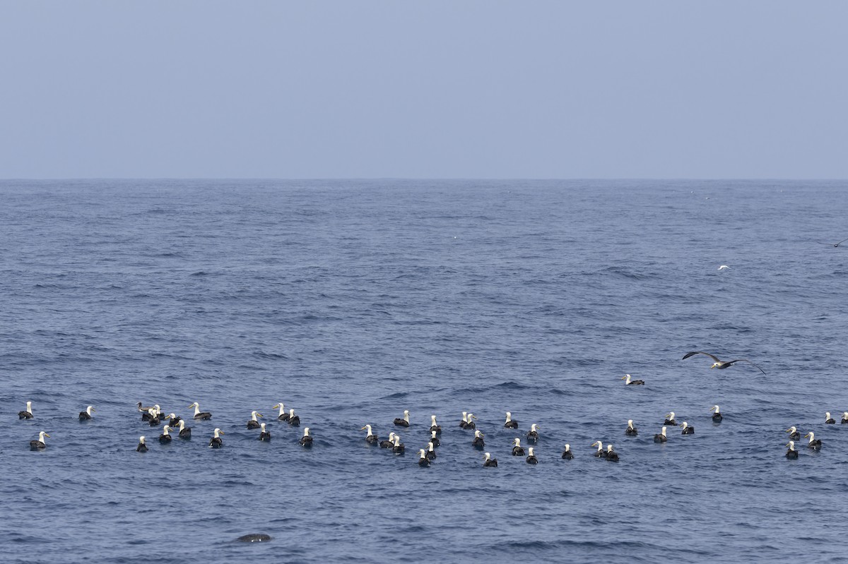 Waved Albatross - ML646218432