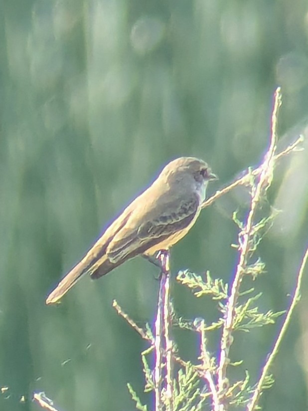 Vermilion Flycatcher - ML646218433