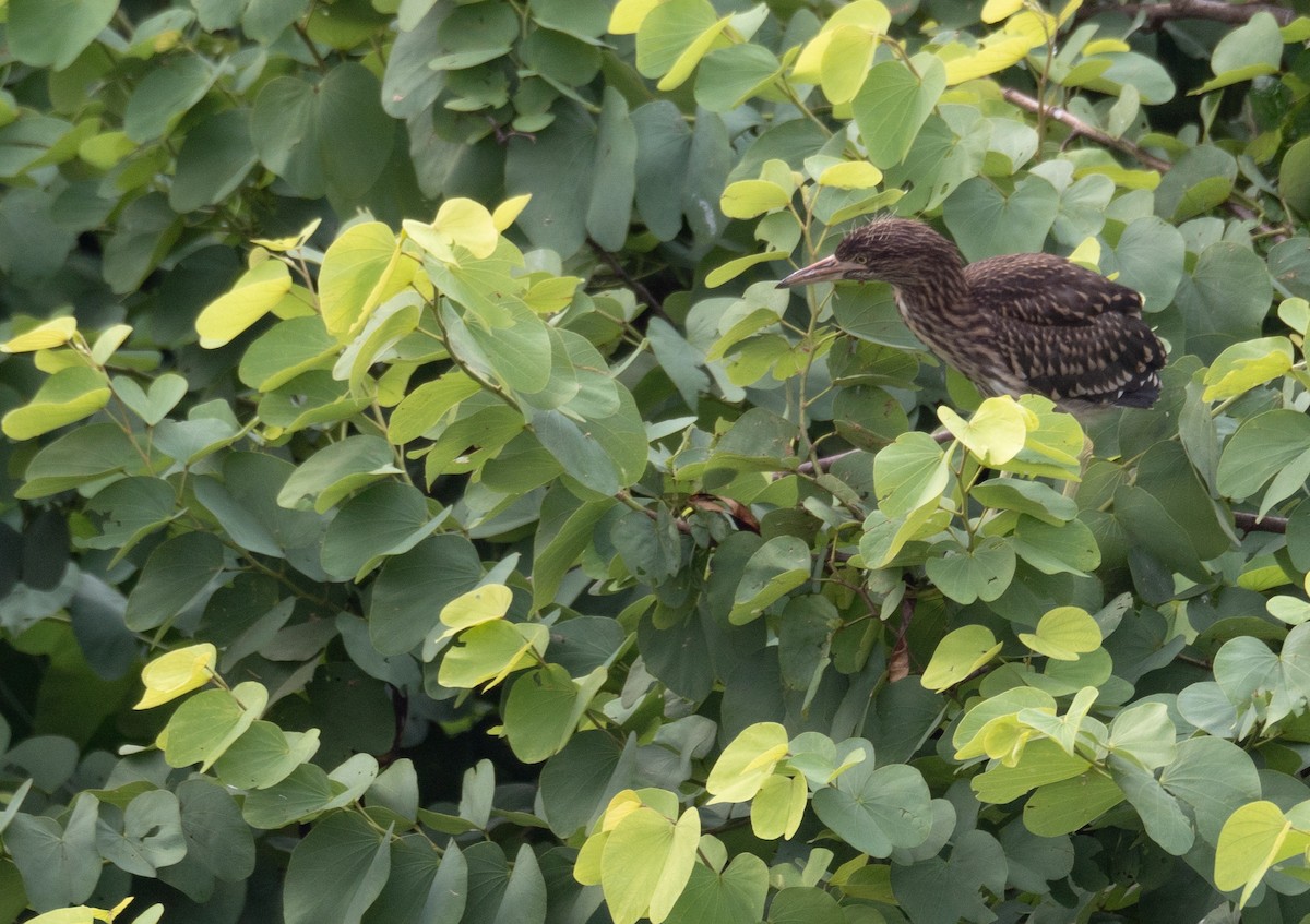 Black-crowned Night Heron - ML646218434