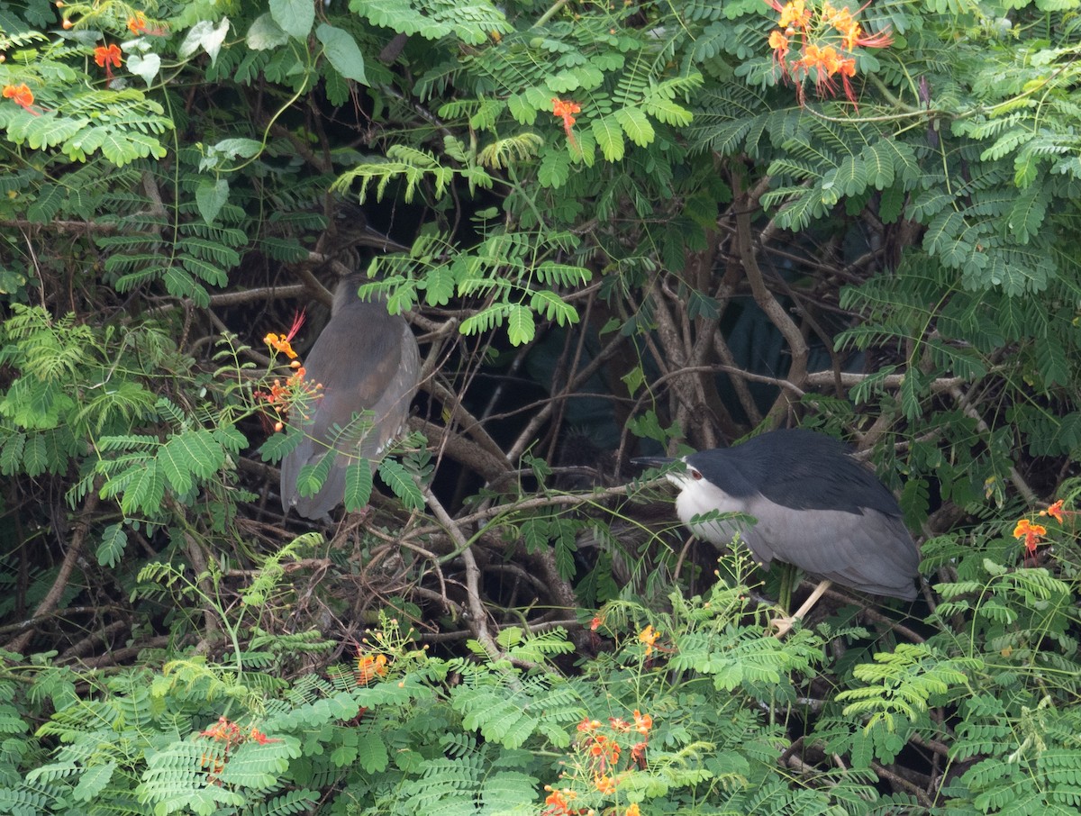 Black-crowned Night Heron - ML646218435