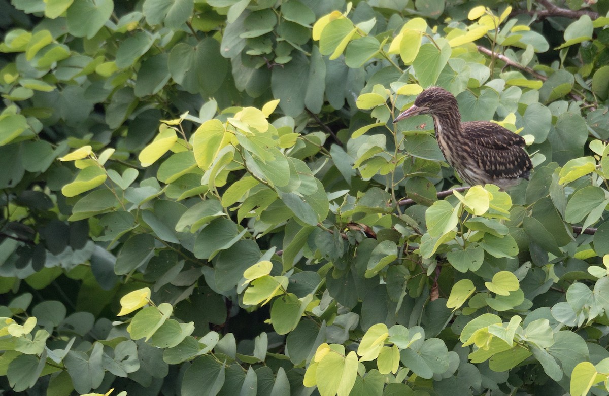 Black-crowned Night Heron - ML646218436