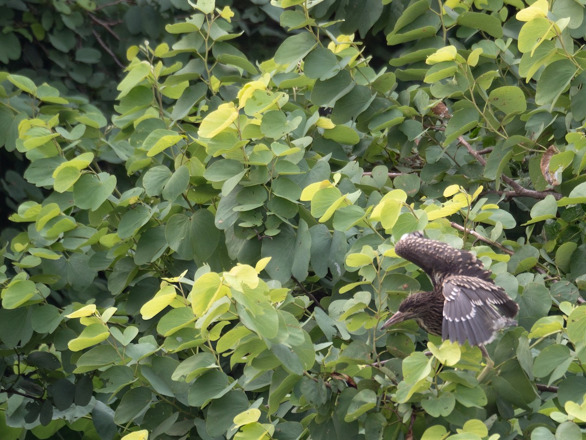 Black-crowned Night Heron - ML646218437