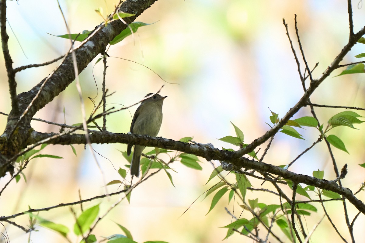 Asian Brown Flycatcher - ML646218439