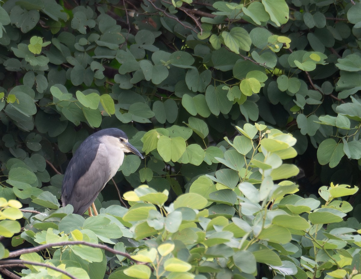 Black-crowned Night Heron - ML646218440