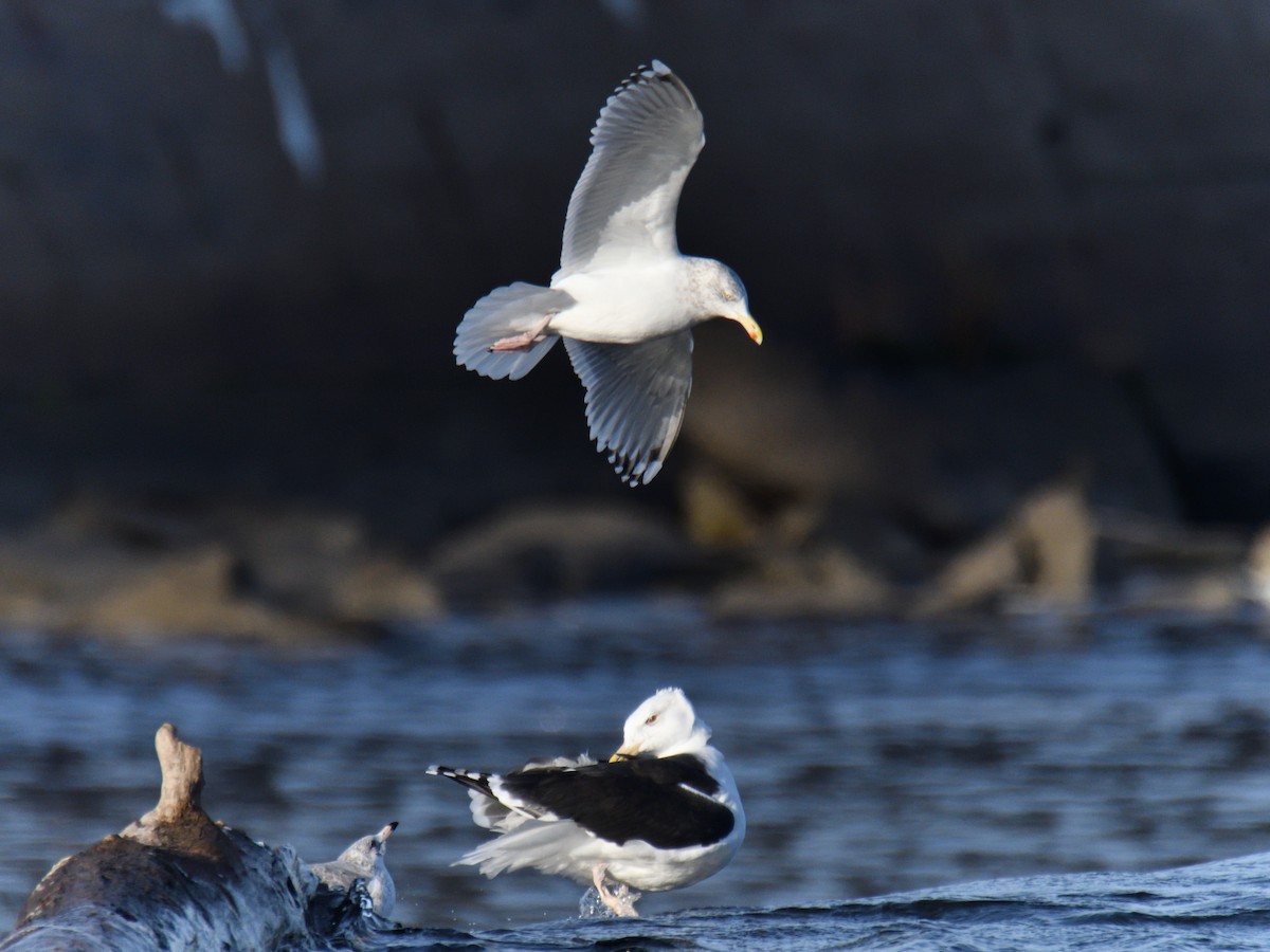 Great Black-backed Gull - ML646218441