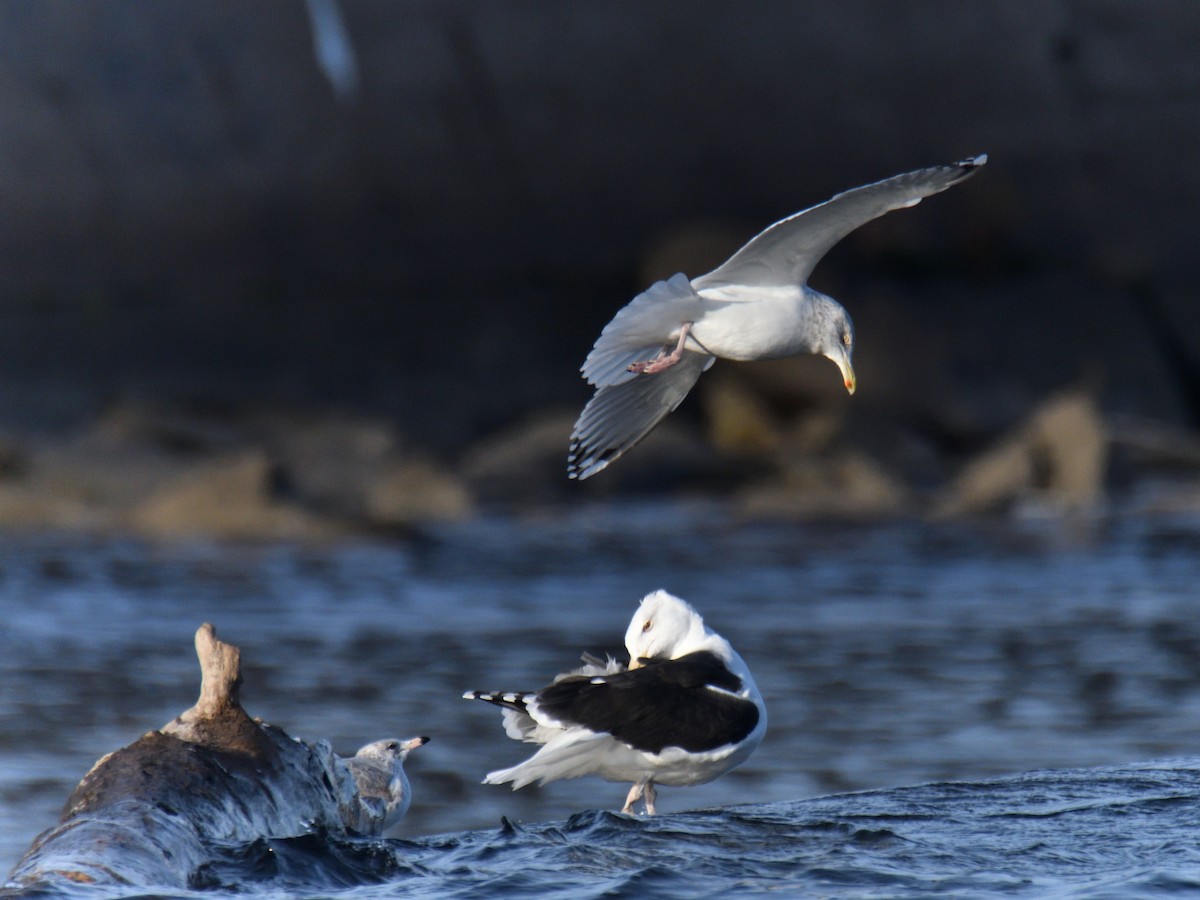 Great Black-backed Gull - ML646218443