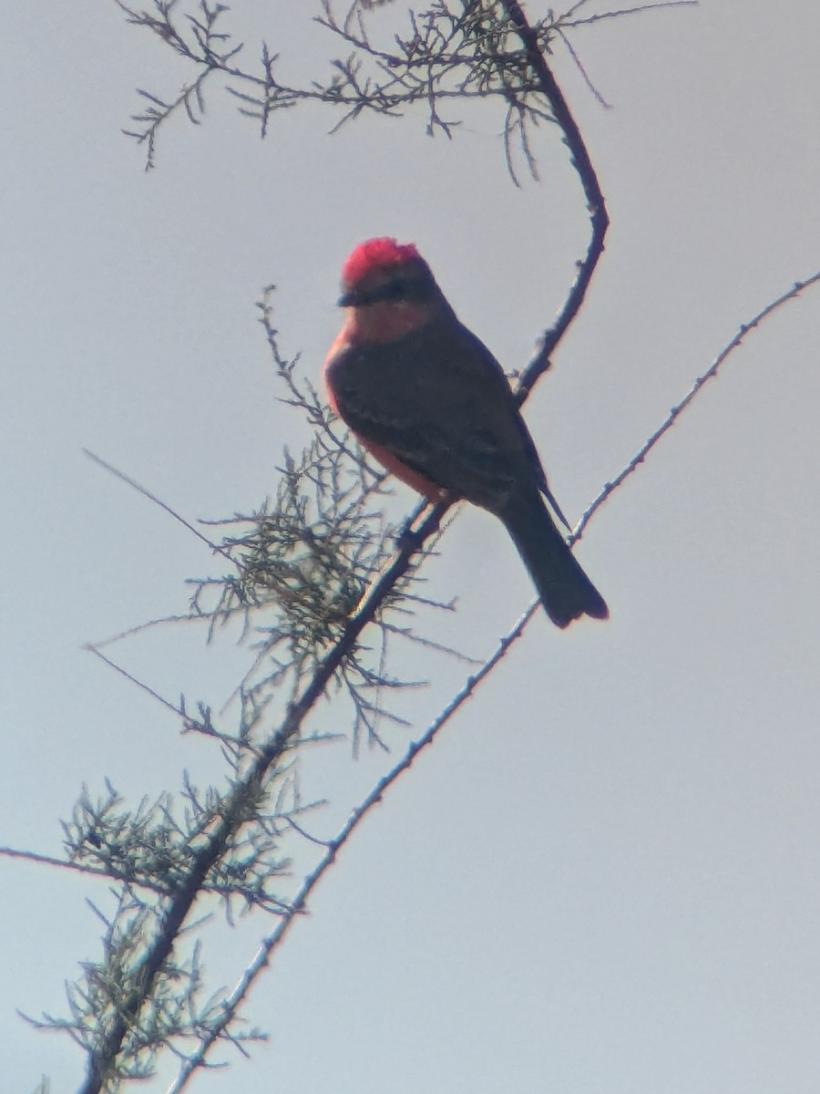 Vermilion Flycatcher - ML646218444