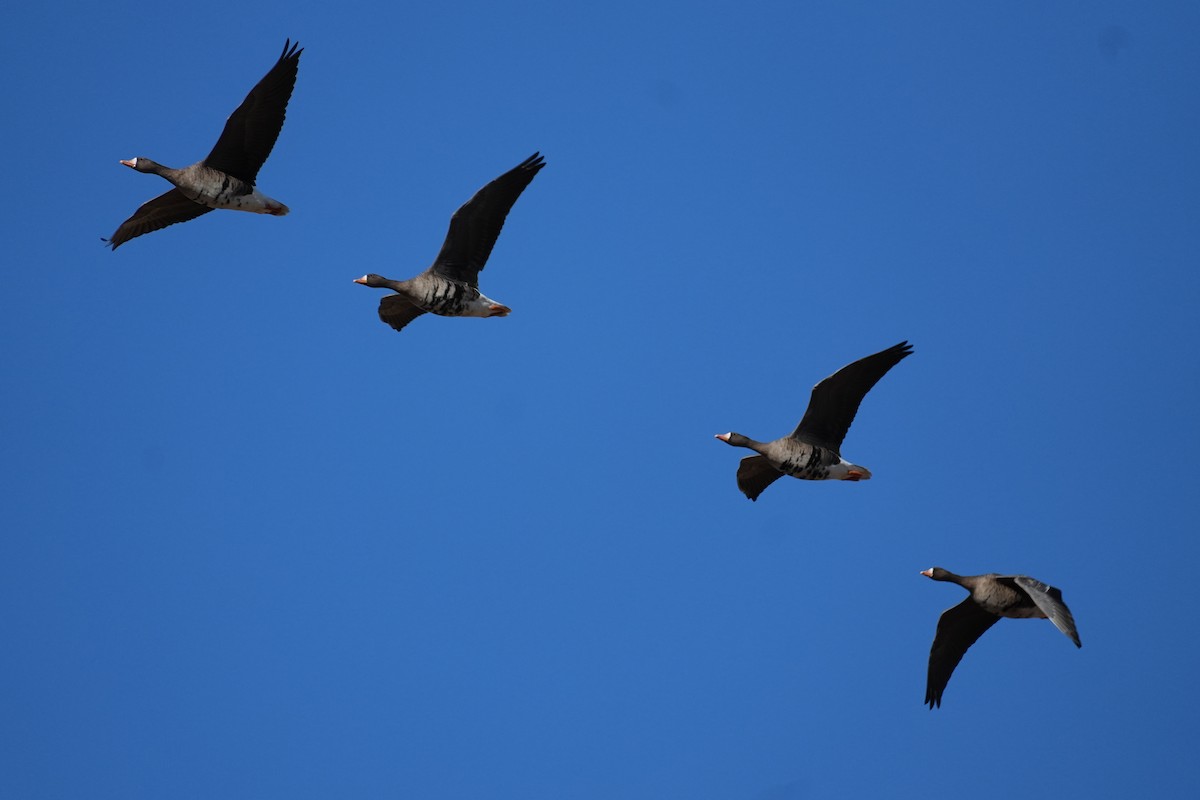 Greater White-fronted Goose (Eurasian) - ML646218445
