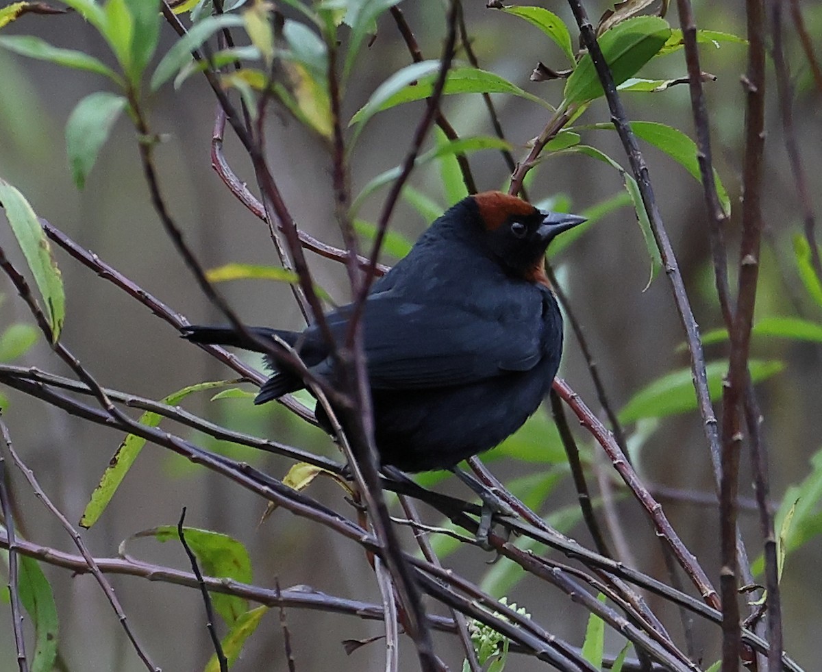 Chestnut-capped Blackbird - ML646218448