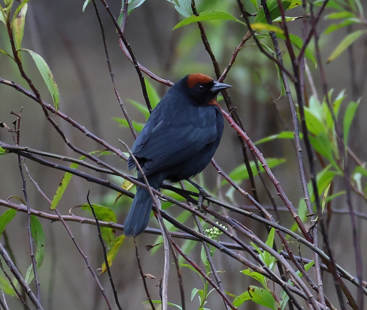 Chestnut-capped Blackbird - ML646218449