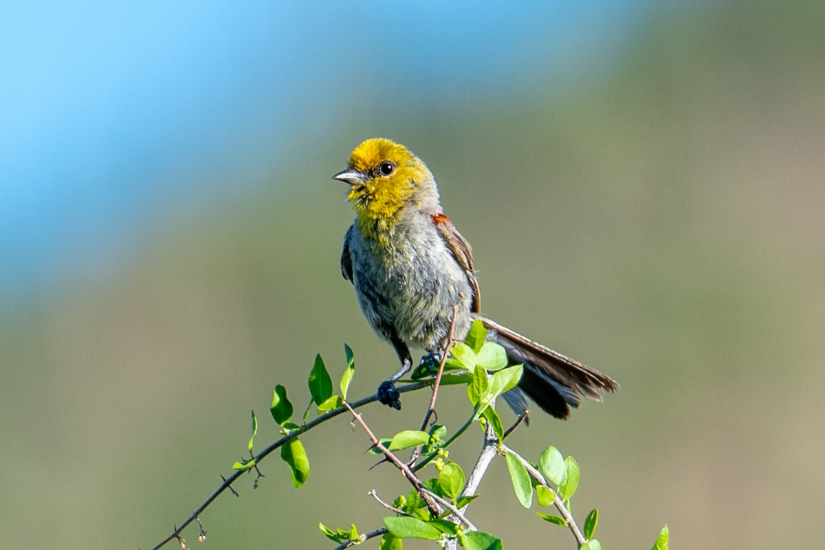 Verdin - ML646218450