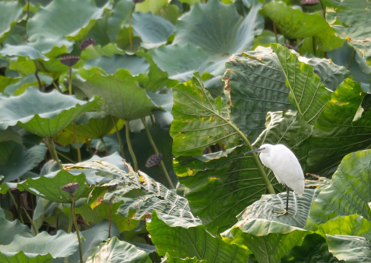 Little Egret - ML646218455