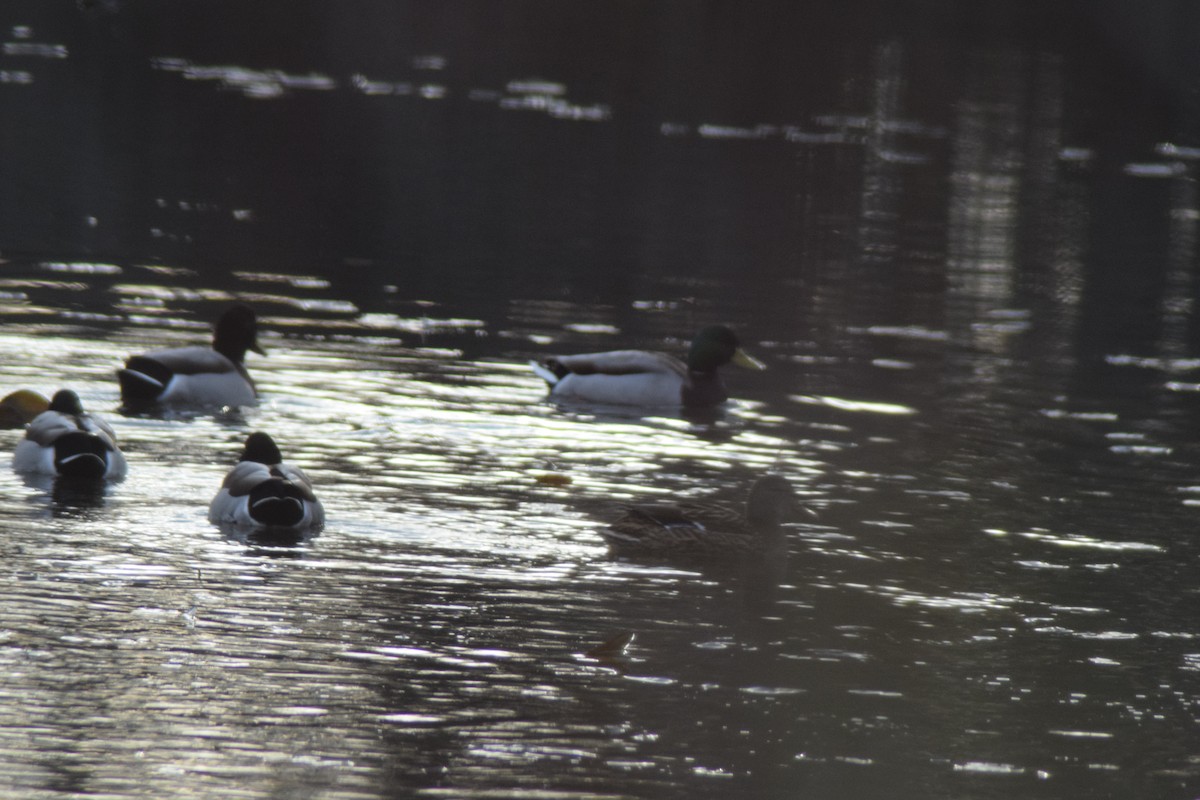 Mallard - ML646218456