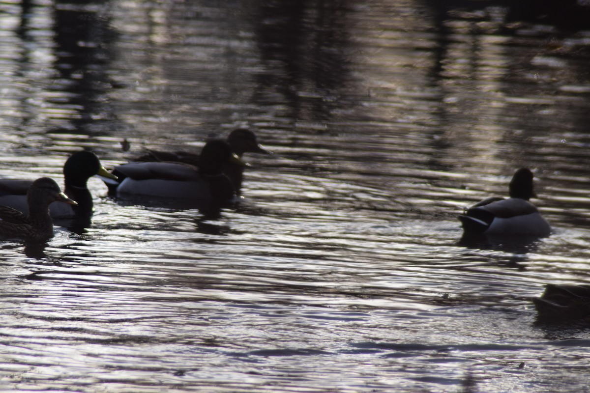 Mallard - ML646218457