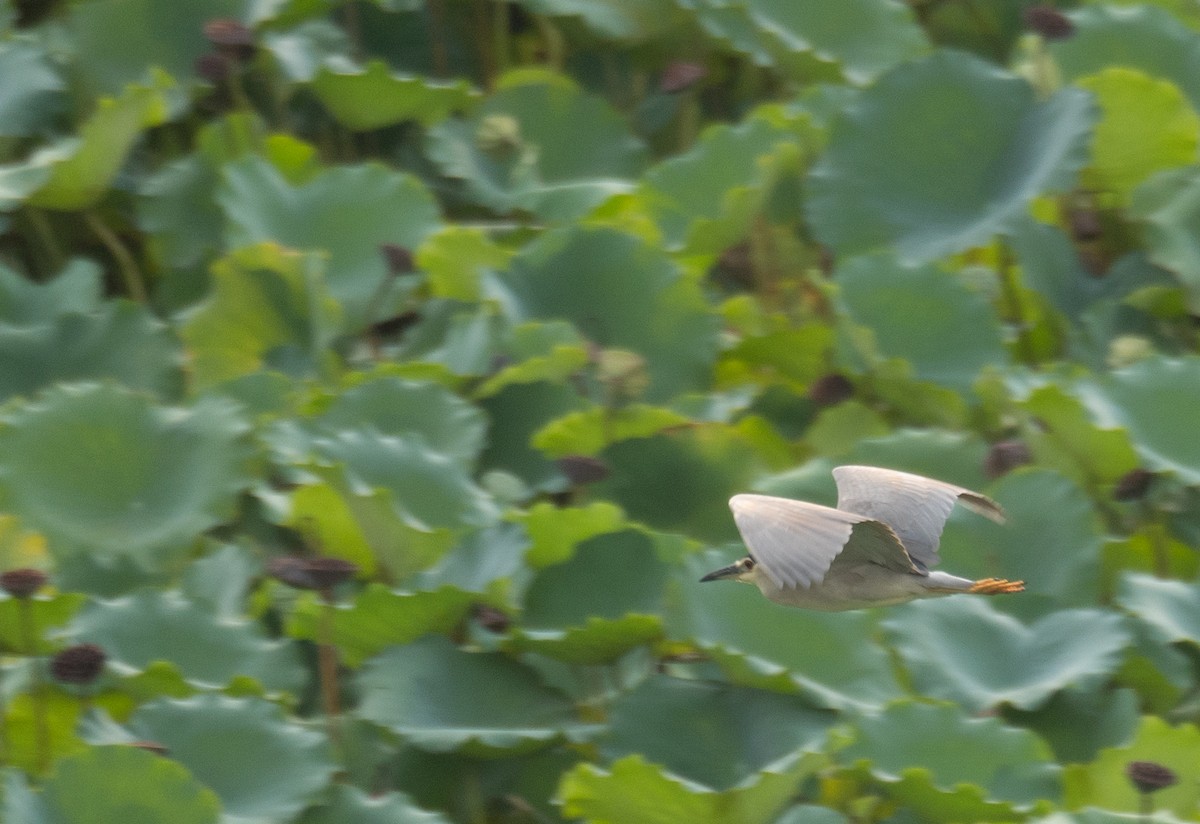 Black-crowned Night Heron - ML646218458