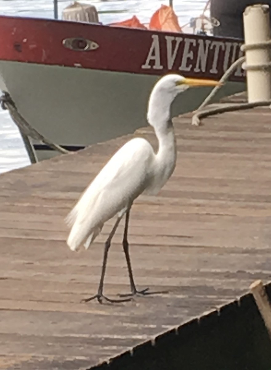 Koartza zuria - ML646218459