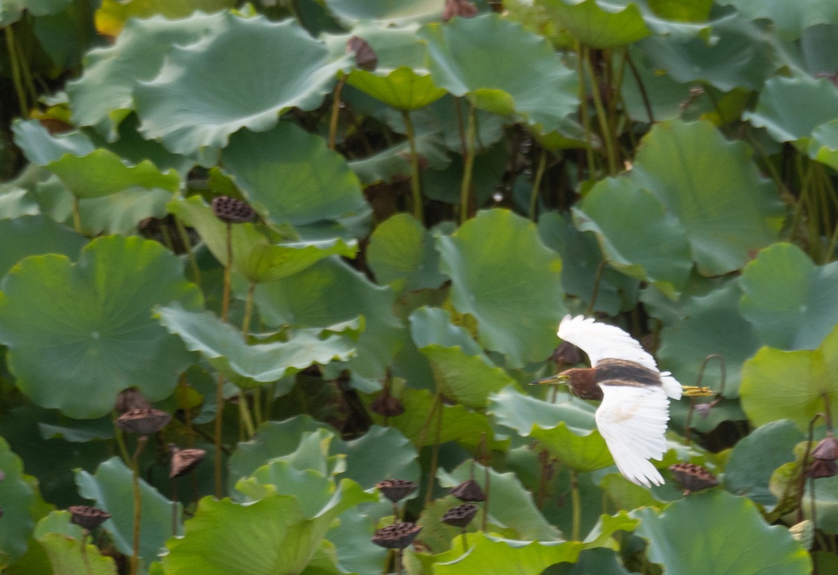 Chinese Pond-Heron - ML646218461