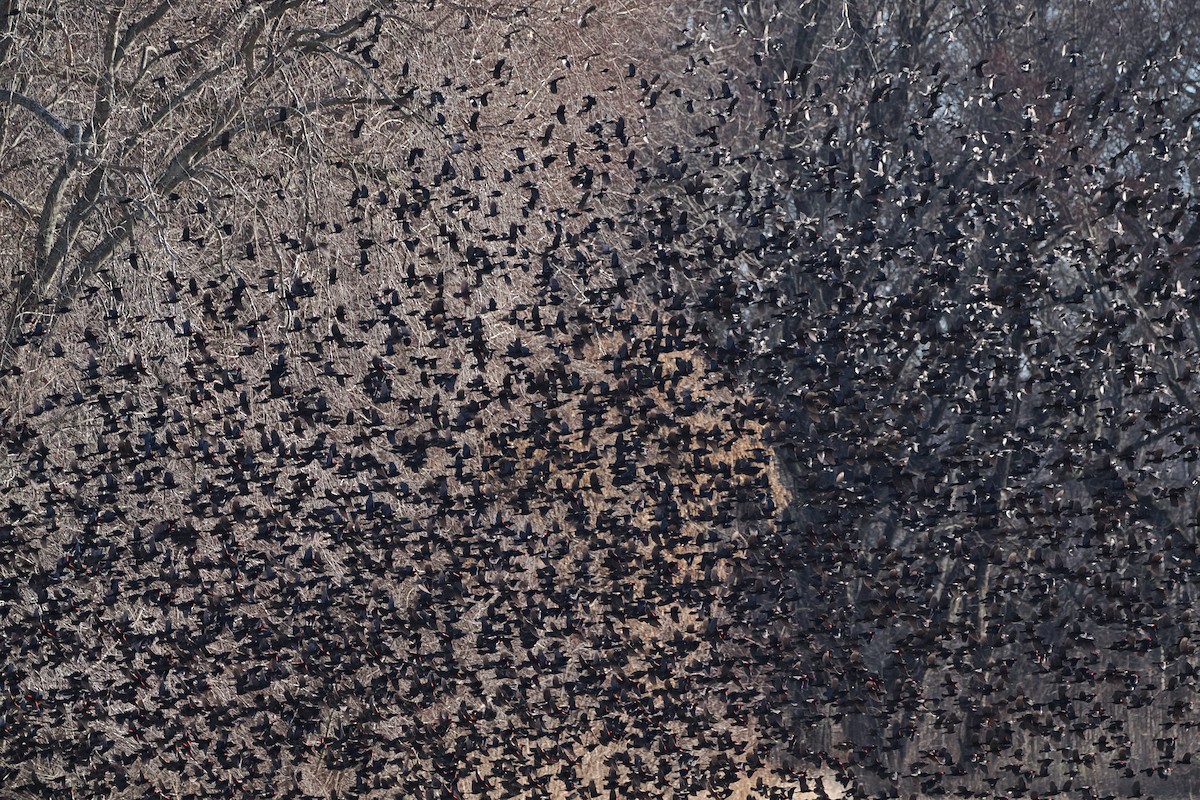 Red-winged Blackbird - ML646218462