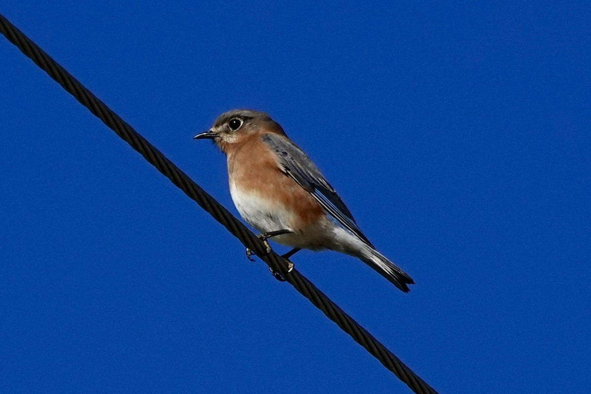 Блакитник східний - ML646218466