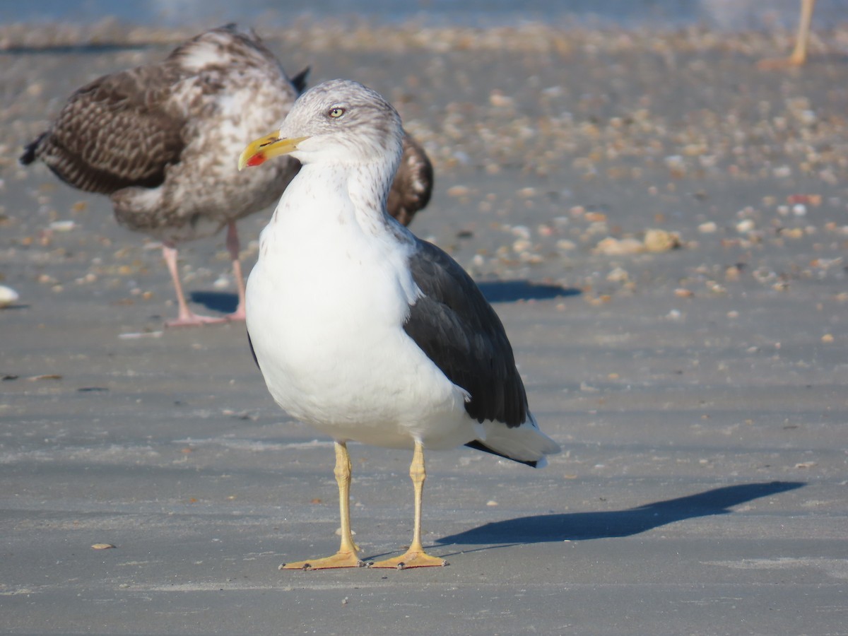 Kaio iluna - ML646218468