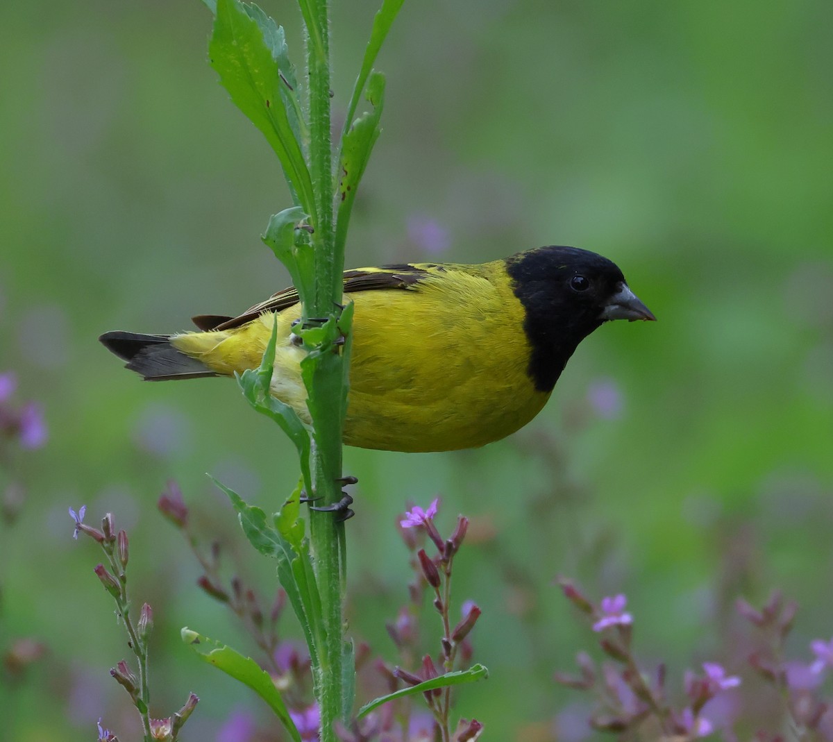 Hooded Siskin - ML646218472