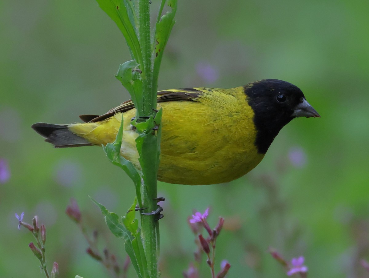 Hooded Siskin - ML646218473