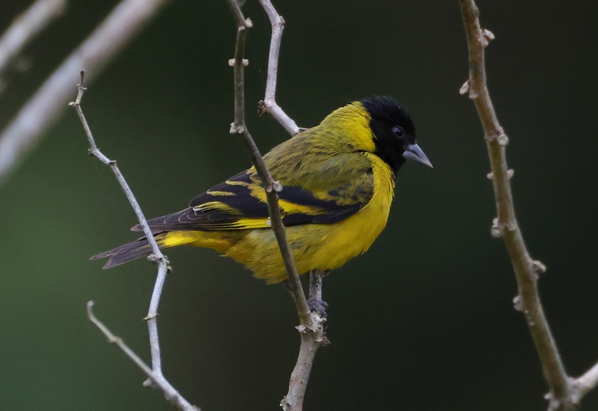 Hooded Siskin - ML646218474