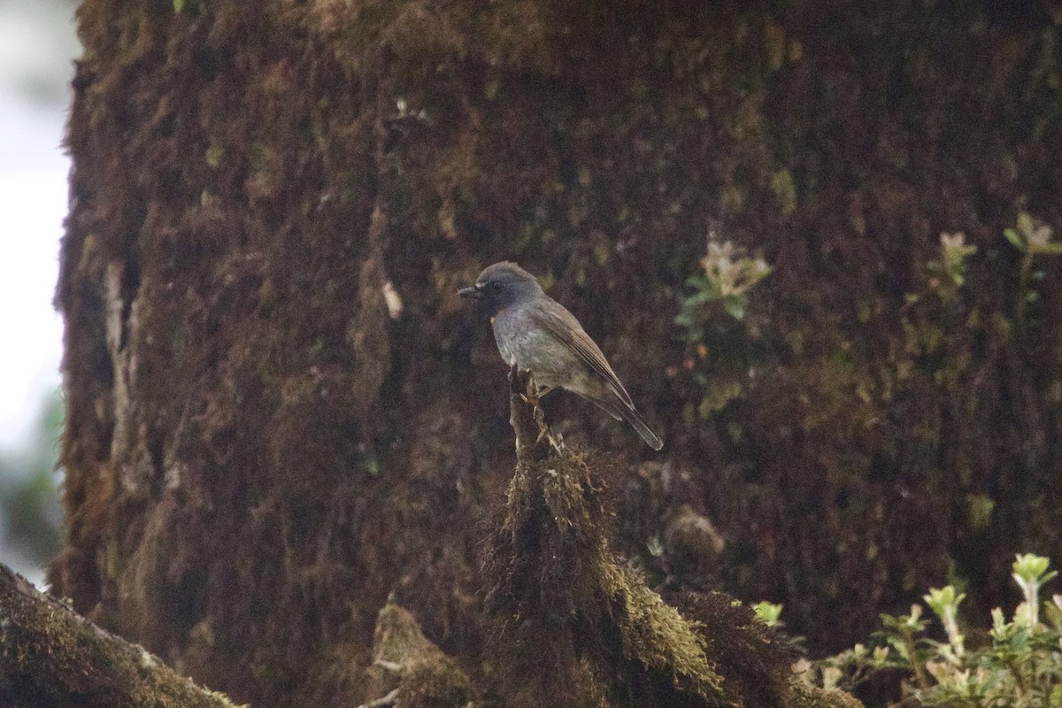 Rufous-gorgeted Flycatcher - ML646218484