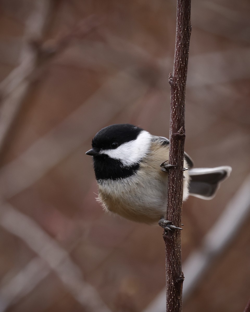 Black-capped Chickadee - ML646218491
