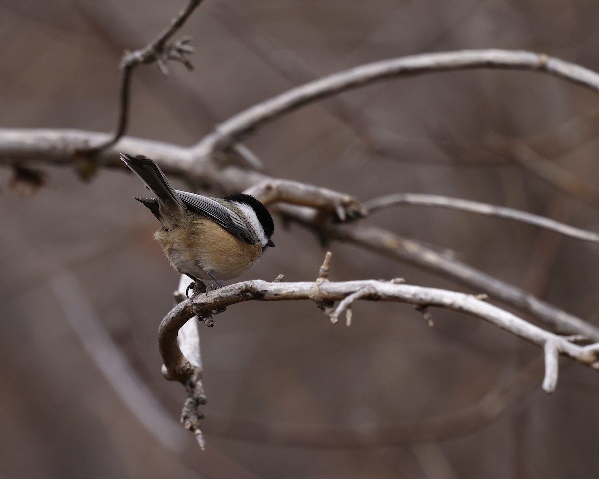 Black-capped Chickadee - ML646218492