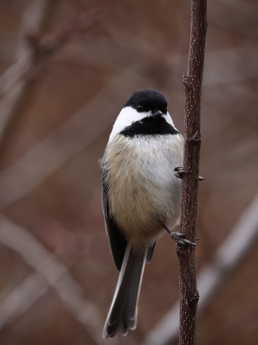 Black-capped Chickadee - ML646218493