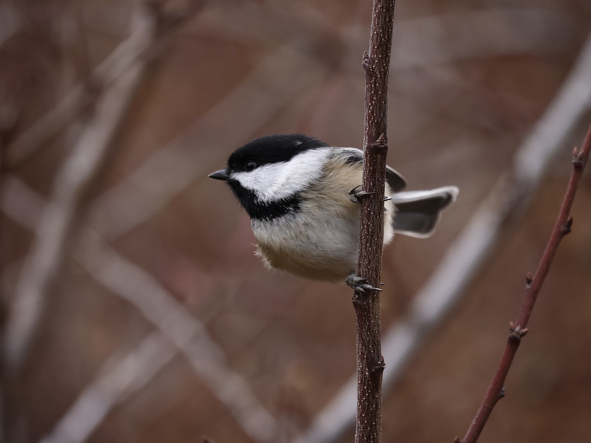 Black-capped Chickadee - ML646218494