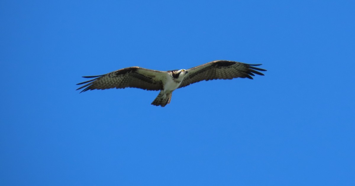 Загасч явлаг - ML646218496