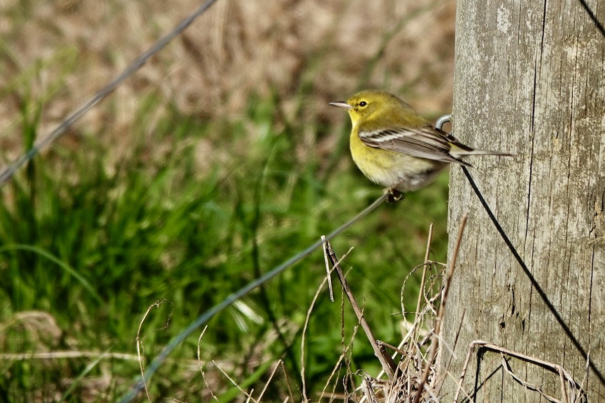 Pine Warbler - ML646218498