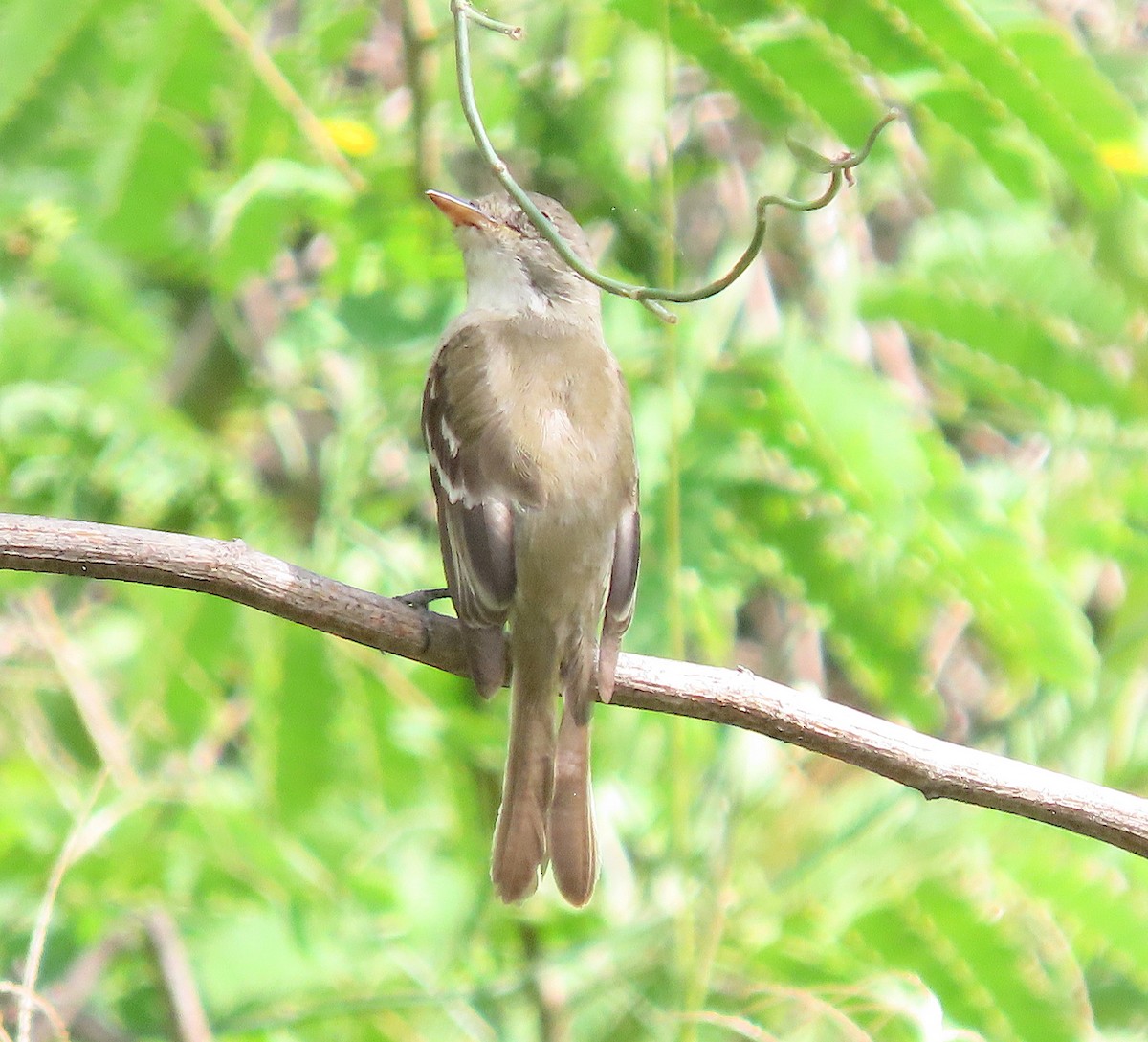 Willow Flycatcher - ML646218500