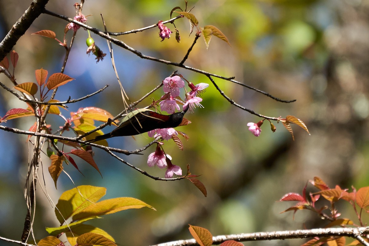 Траурная нектарница - ML646218501