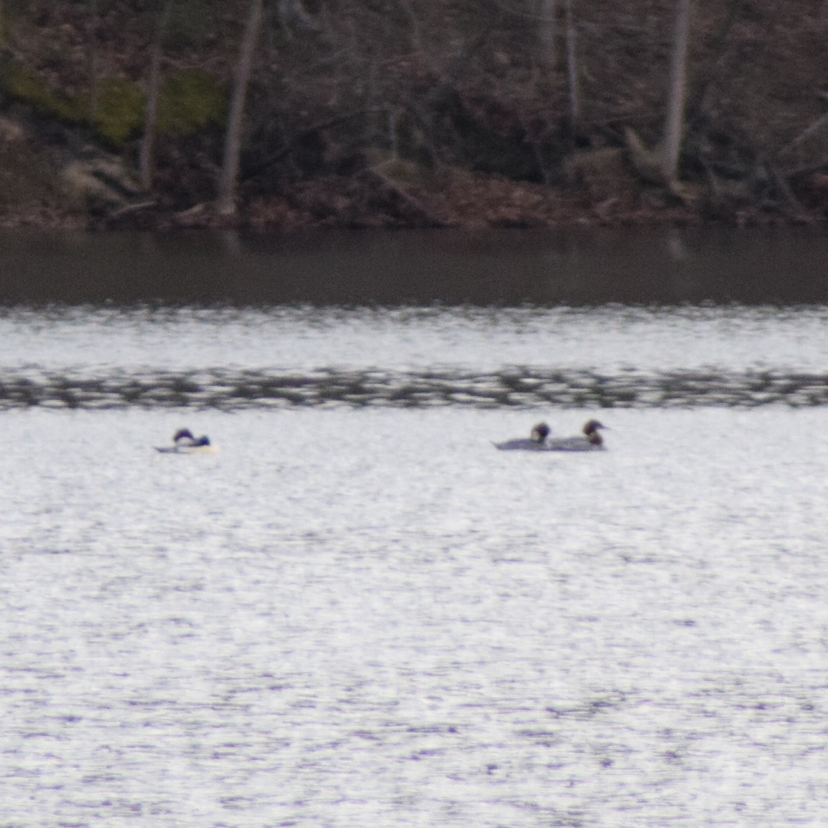 Smergo maggiore - ML646218502