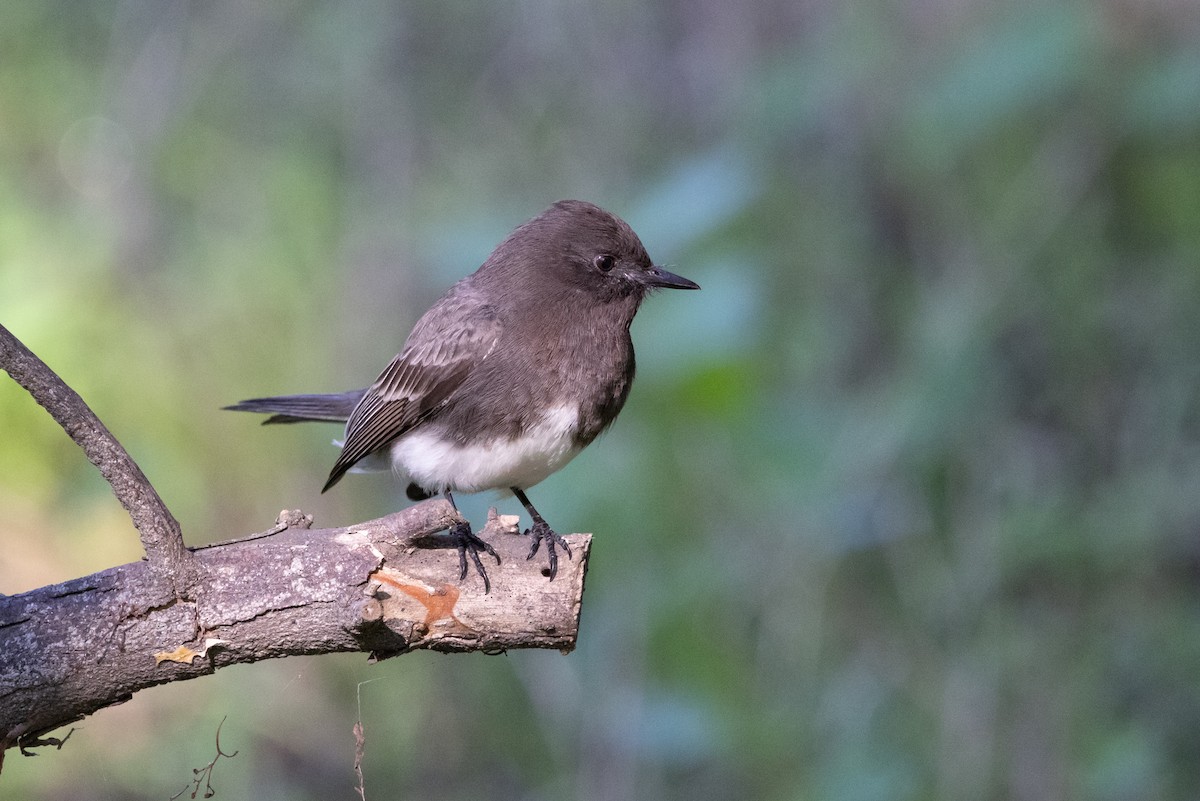 Black Phoebe - ML646218503