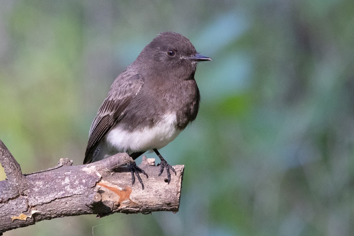 Black Phoebe - ML646218504
